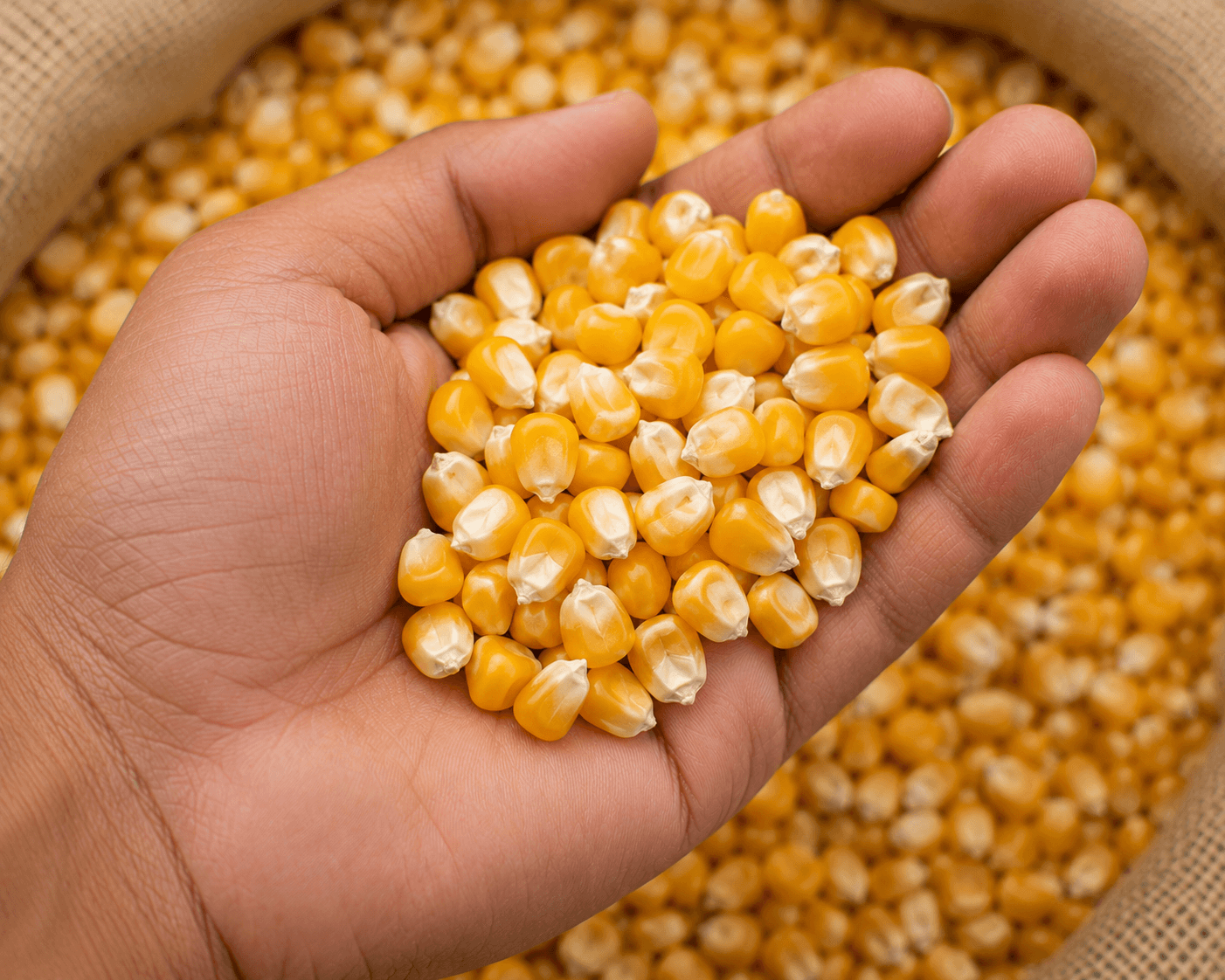 Premium corn product image for bulk agricultural supply
