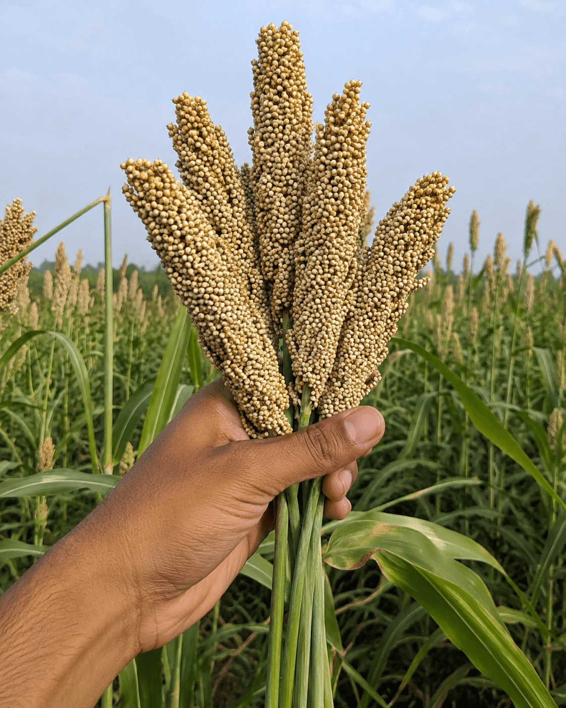 Pearl millet bajra product image for wholesale grain supply