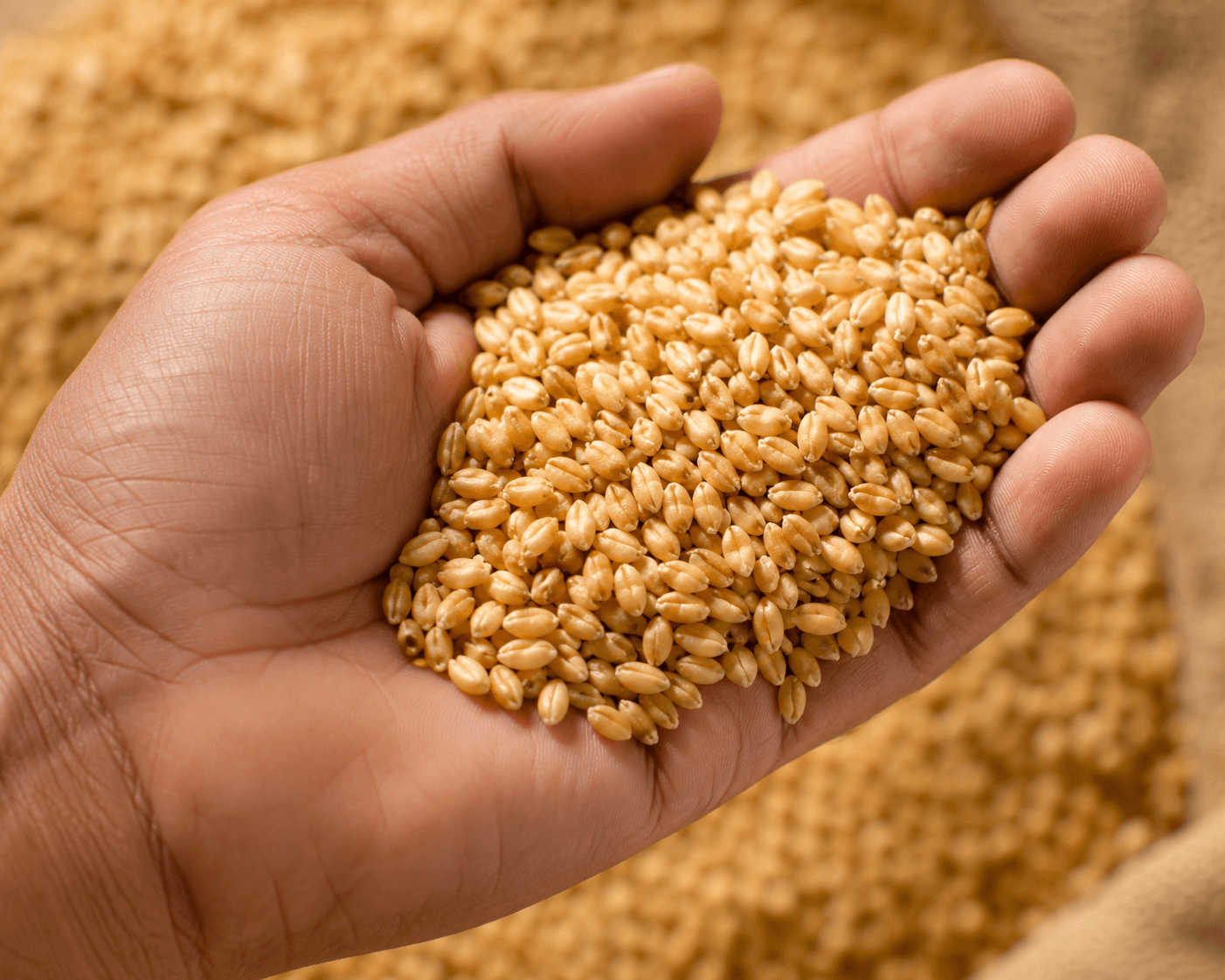 Desi wheat bulk grain product from A1 Mamta Gold Agro