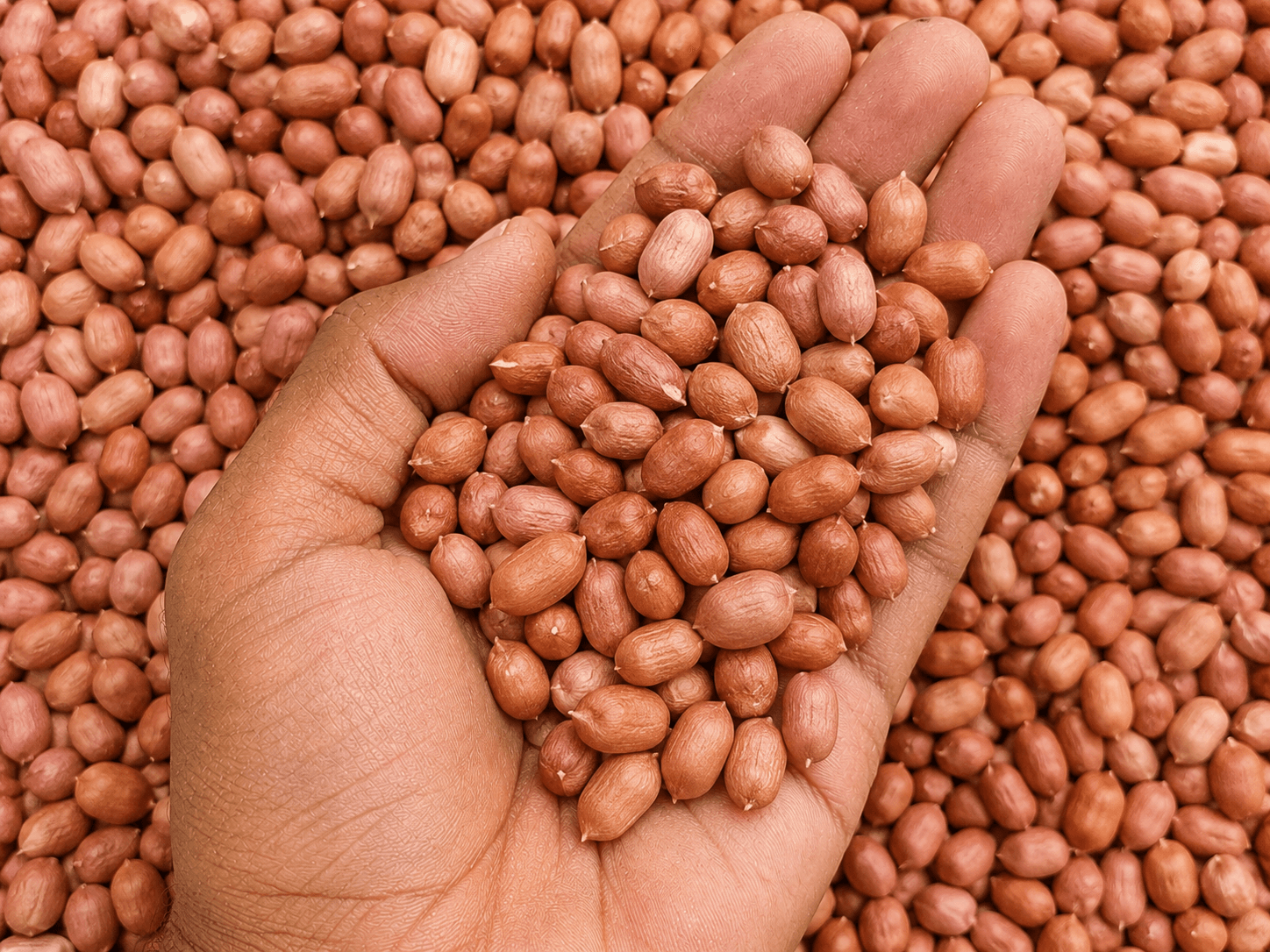 Groundnut product image for bulk B2B supply
